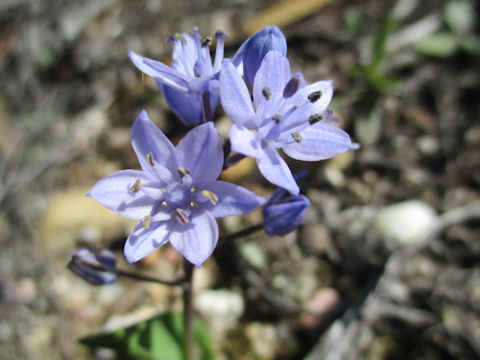 Scilla bifolia