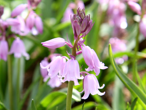 Scilla campanulata