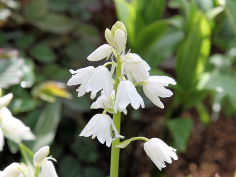 Scilla campanulata