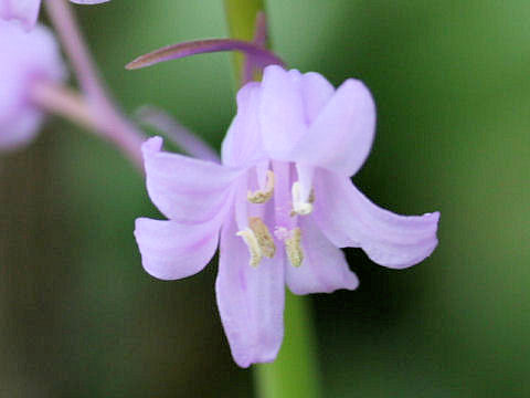 Scilla campanulata