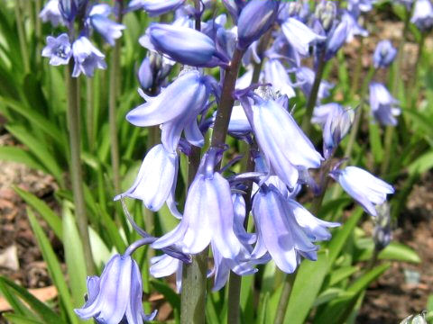 Scilla campanulata