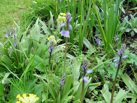 Scilla campanulata