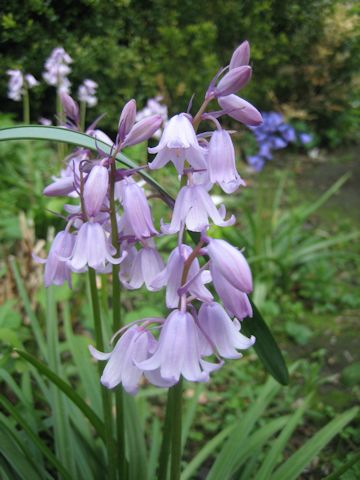 Scilla campanulata