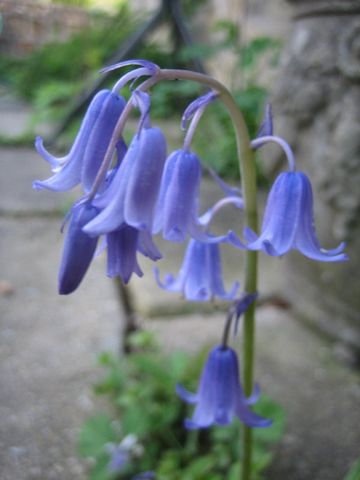 Scilla campanulata