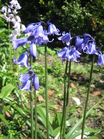 Scilla campanulata