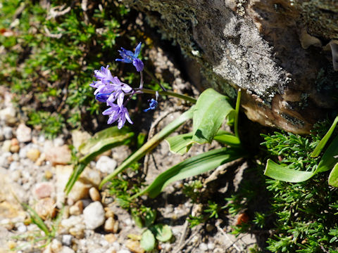 Scilla campanulata