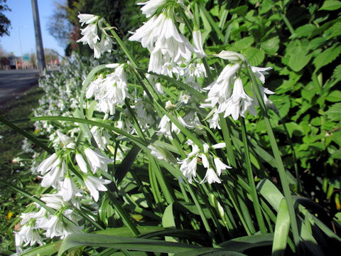 Scilla campanulata