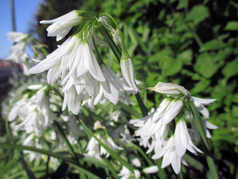 Scilla campanulata