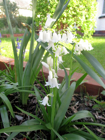 Scilla campanulata