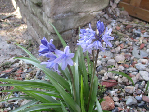 Scilla campanulata