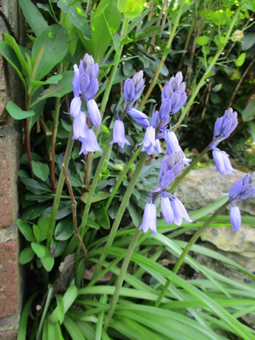 Scilla campanulata