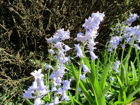 Scilla campanulata