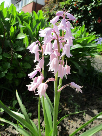 Scilla campanulata