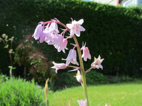 Scilla campanulata