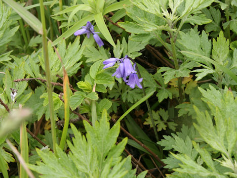 Scilla campanulata
