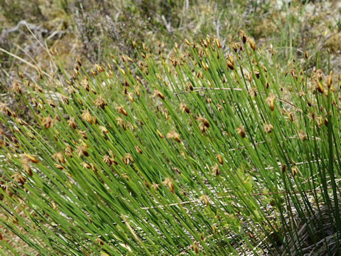 Scirpus cernuus