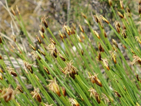 Scirpus cernuus