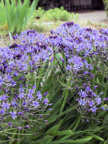 Scilla peruviana