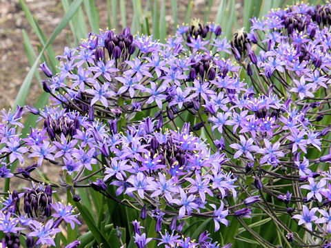 Scilla peruviana