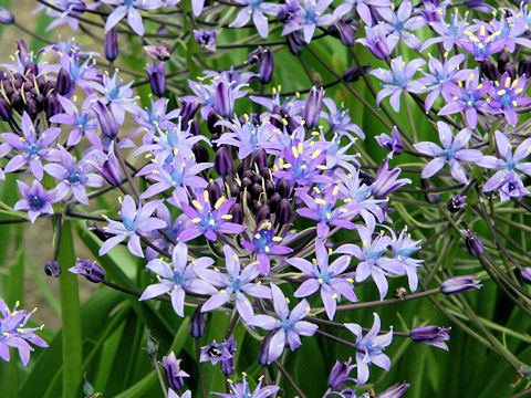 Scilla peruviana