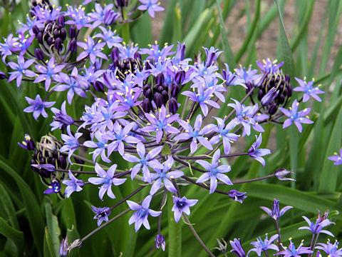 Scilla peruviana