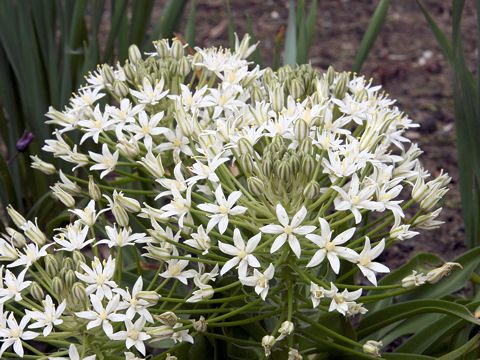 Scilla peruviana