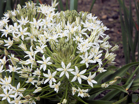 Scilla peruviana