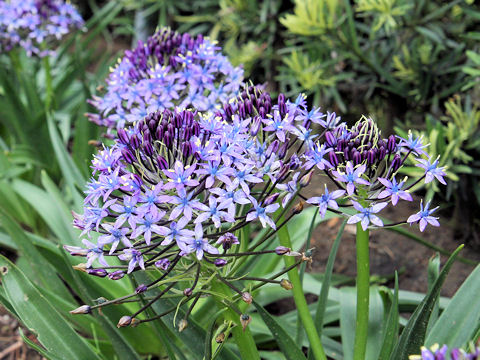 Scilla peruviana