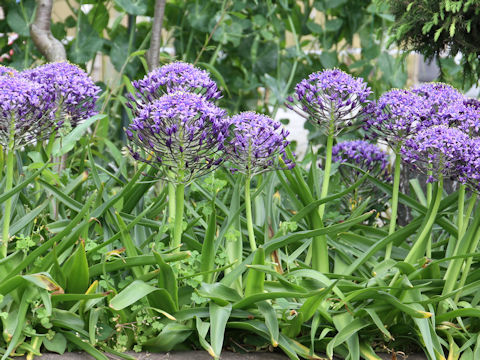 Scilla peruviana