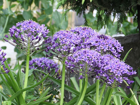 Scilla peruviana