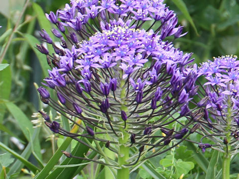 Scilla peruviana