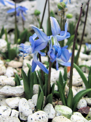 Scilla siberica cv. Spring Beauty