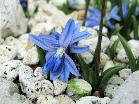 Scilla siberica cv. Spring Beauty