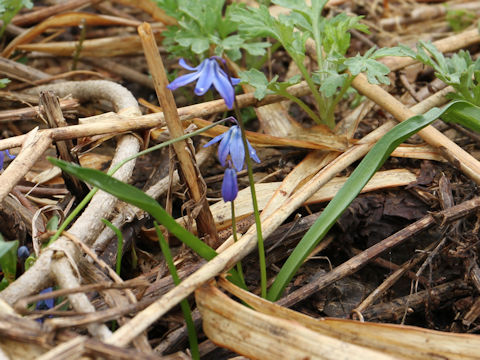 Scilla siberica