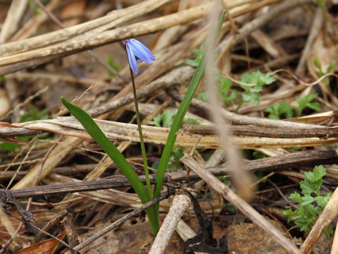 Scilla siberica