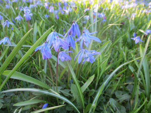 Scilla siberica