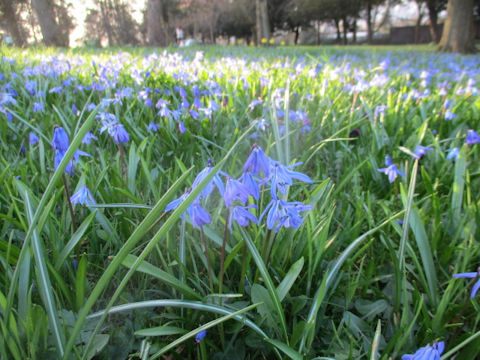 Scilla siberica