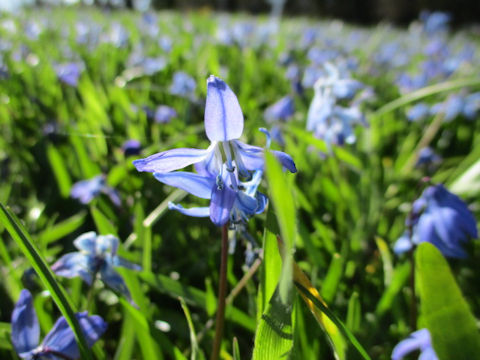 Scilla siberica