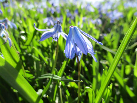 Scilla siberica