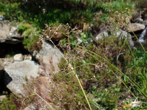 Scirpus sylvaticus