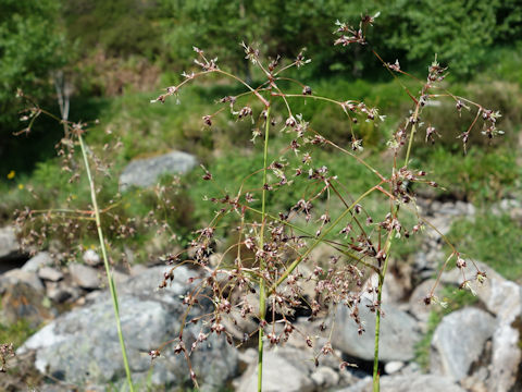 Scirpus sylvaticus