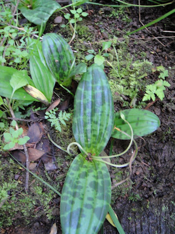 Scoliopus bigelovii