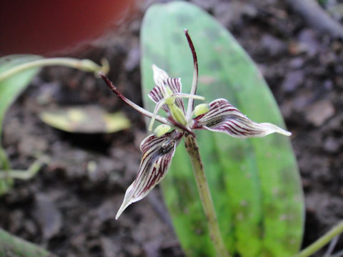 Scoliopus bigelovii