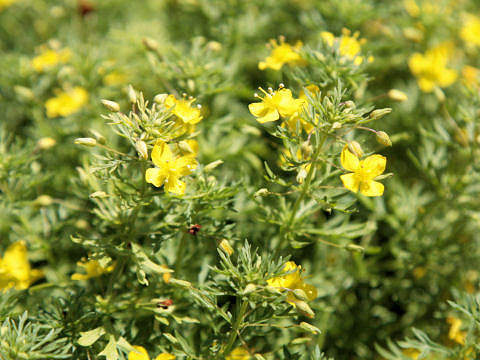 Scoparia cv. Ilumina Lemon Mist