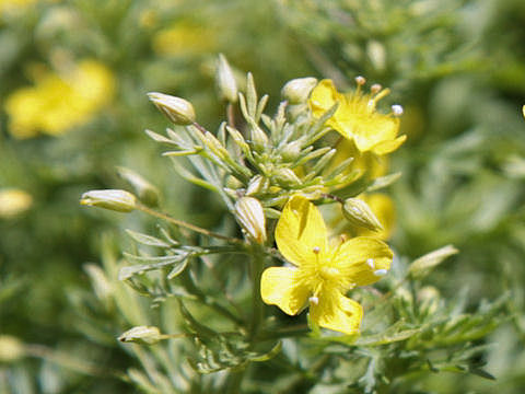 Scoparia cv. Ilumina Lemon Mist