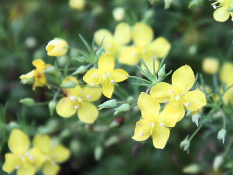 Scoparia cv. Ilumina Lemon Mist