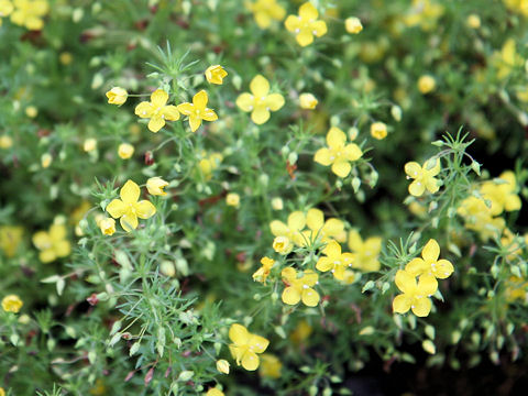 Scoparia cv. Ilumina Lemon Mist