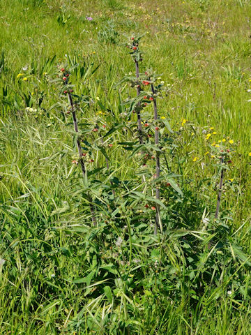 Scrophularia sambucifolia