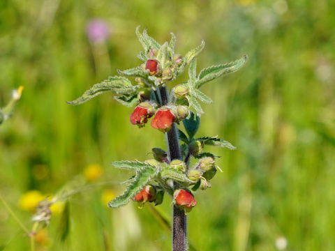 Scrophularia sambucifolia