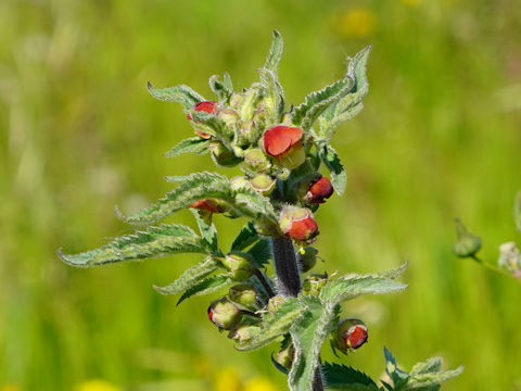 Scrophularia sambucifolia